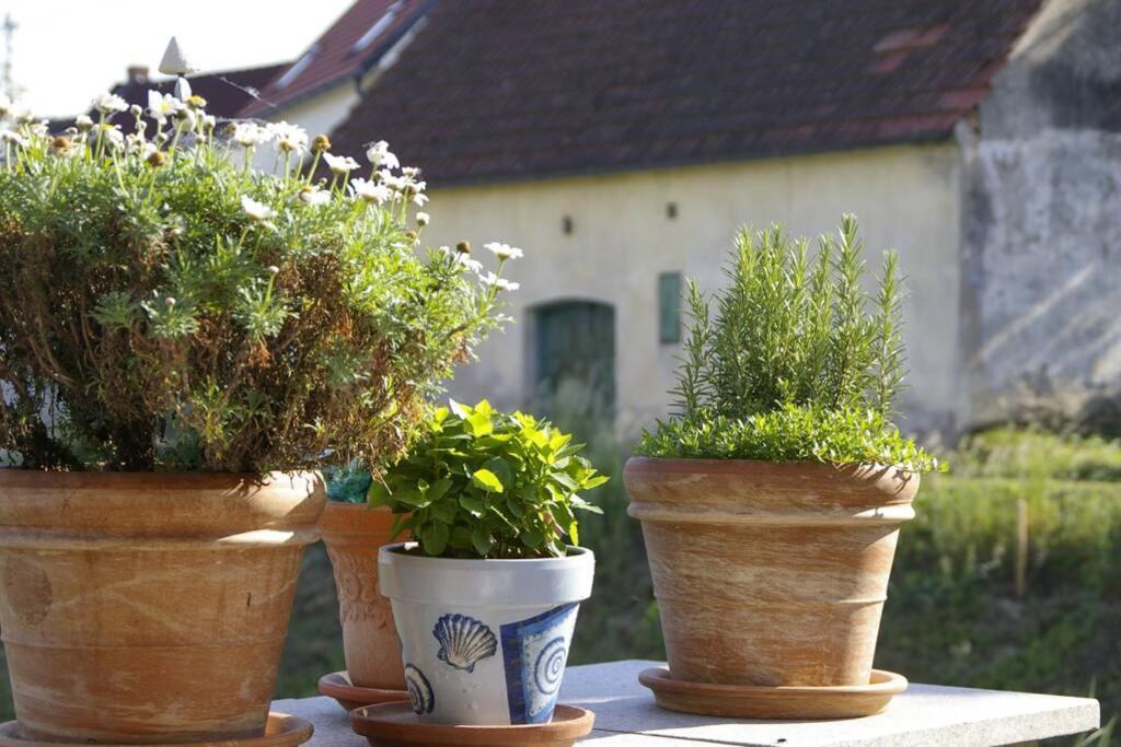 Ferienwohnung Sachsenberg Keine Monteure Hadersdorf am Kamp Extérieur photo